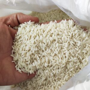 برنج کشت دوم مخصوص فریدونکنار