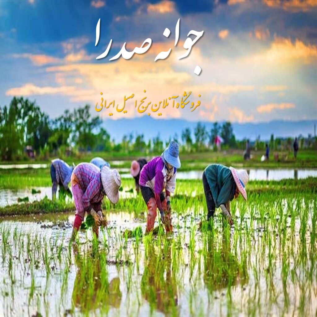 کاشت تا برداشت برنج ایرانی