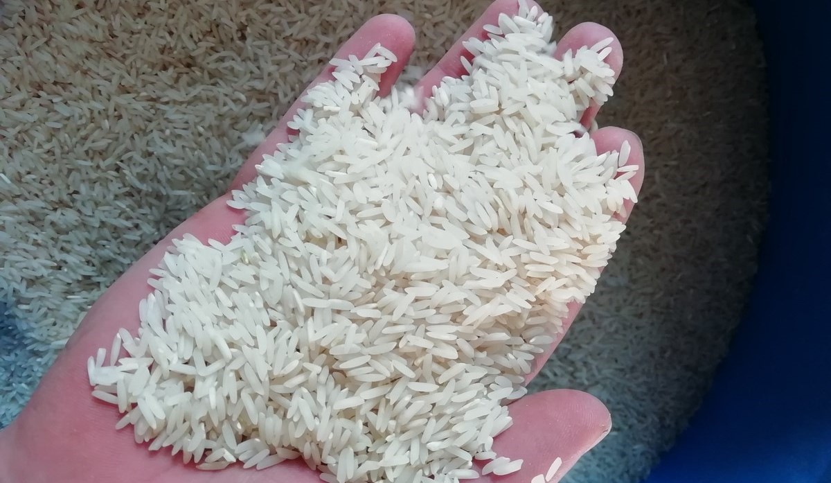 آیا قیمت برنج افزایش می یابد