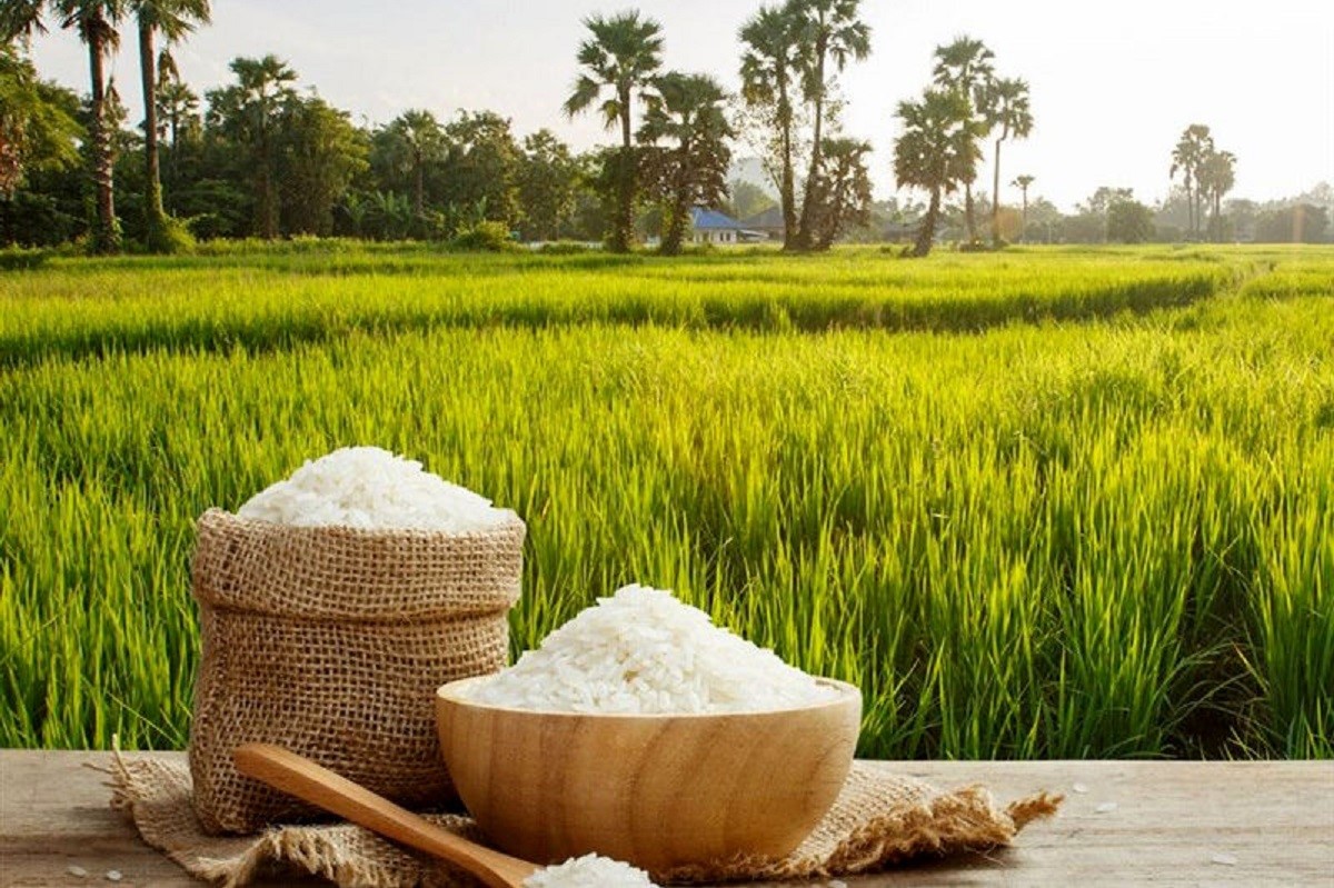 فرق برنج ندا و فجر در چیست؟